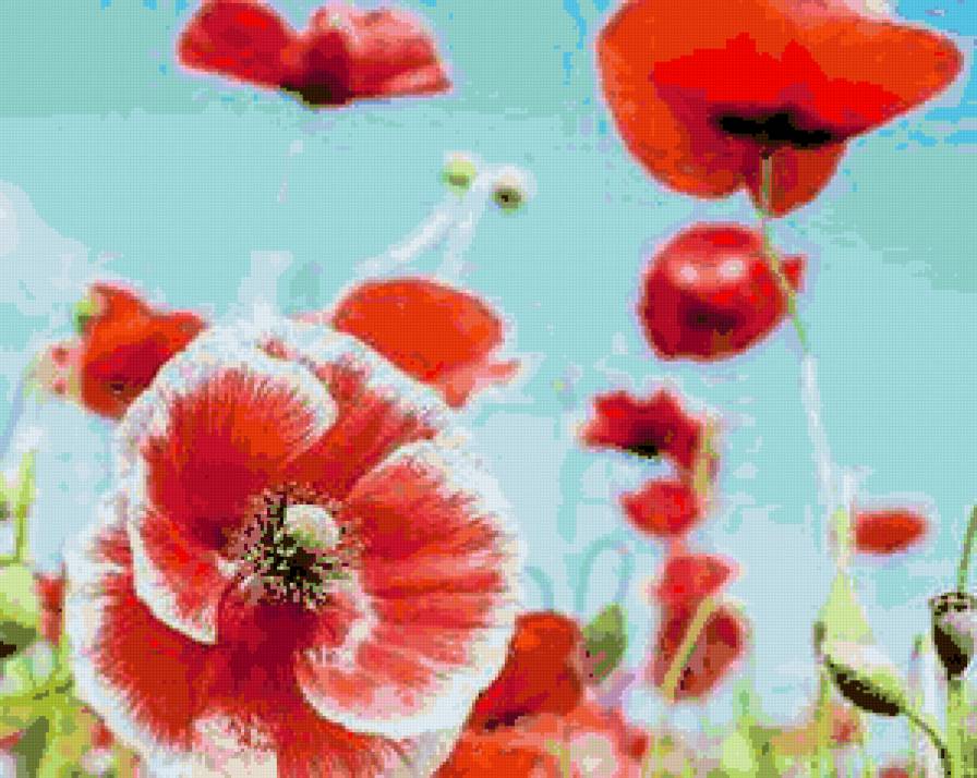 маки - маки, цветы - предпросмотр