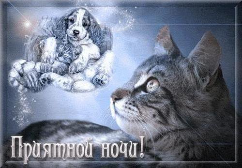 приятной ночи - котики - оригинал