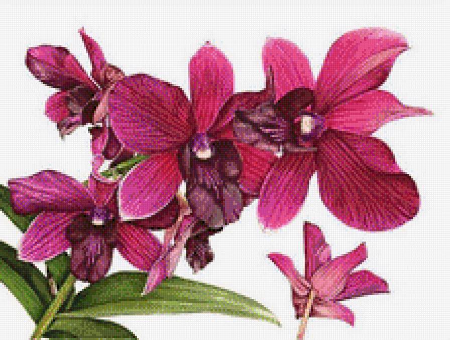 Орхидеи - растения, цветы, орхидеи - предпросмотр