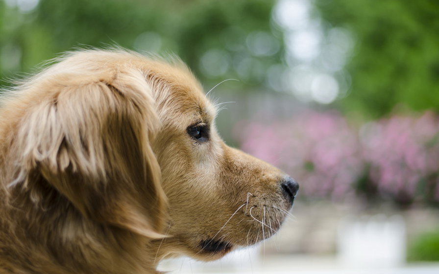 Спаниэль - собака - оригинал