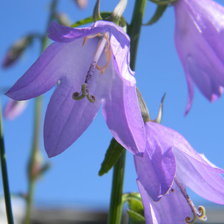 Схема вышивки «колокольчики»