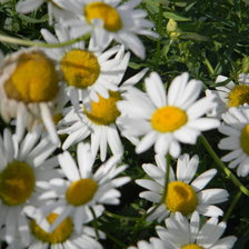 Схема вышивки «рамошки»