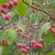 Схема вышивки «рябинка с паутинкой»