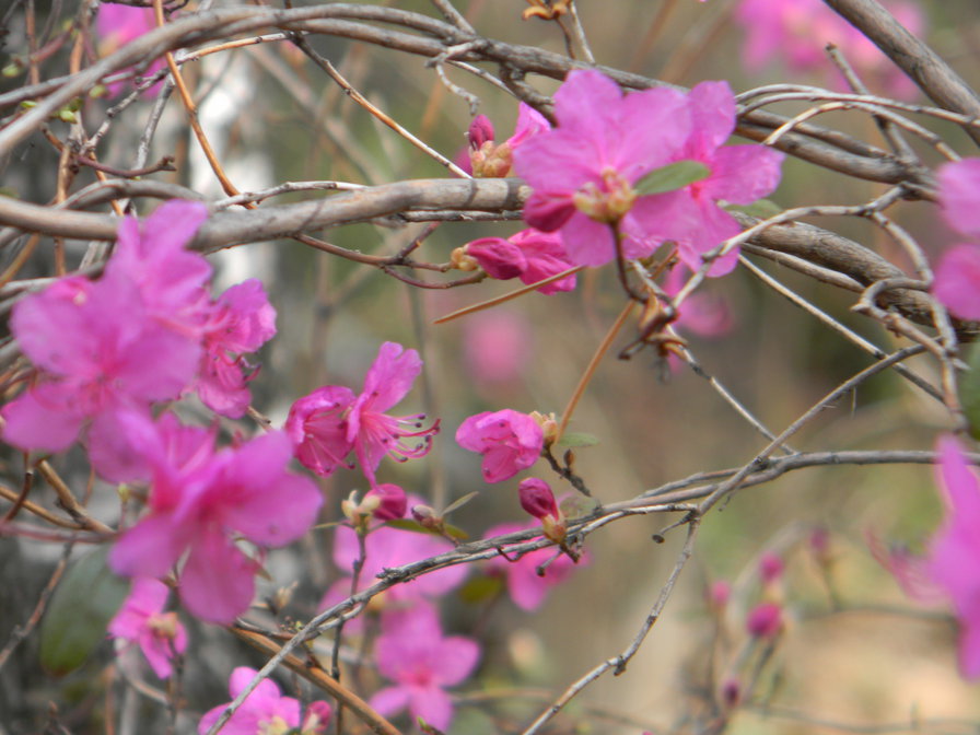 багульник - оригинал