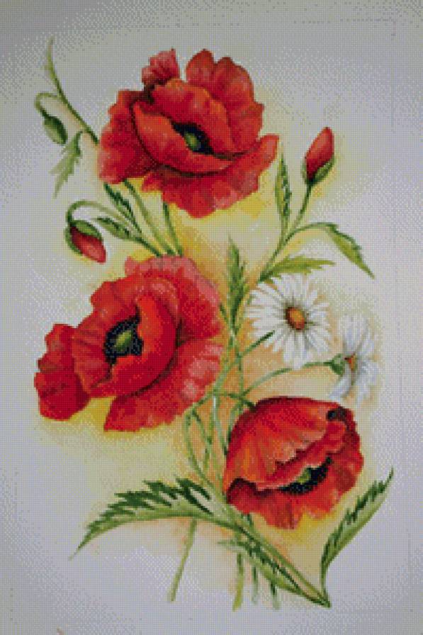 маки - лето, природа, цветы, маки - предпросмотр