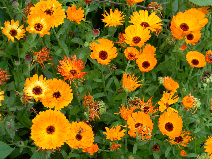 ноготки - оригинал