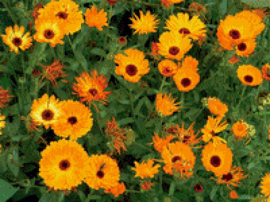 ноготки - предпросмотр