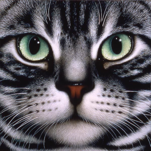 котэ - кот - оригинал