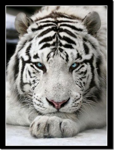 белый тигр - звери, тигр, кошка - оригинал