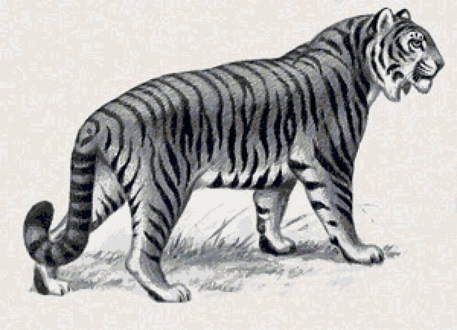 тигр - тигр, звери, кошка - предпросмотр