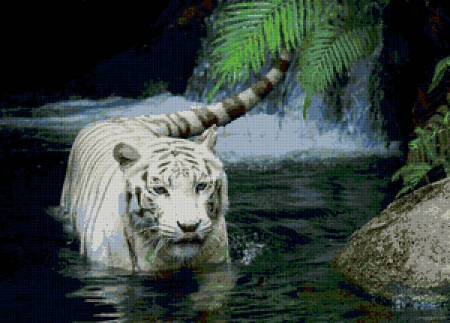 тигр - кошка, тигр, звери - предпросмотр