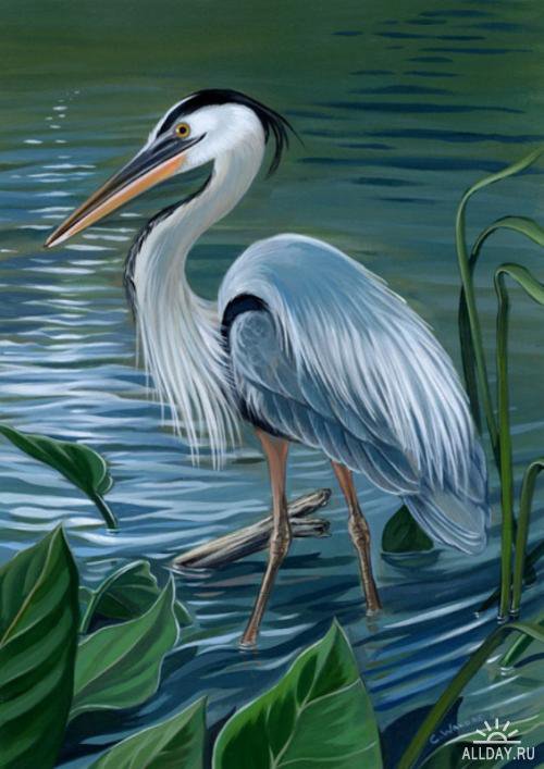 Цапля - река, птицы - оригинал
