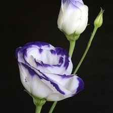 Схема вышивки «№633999»