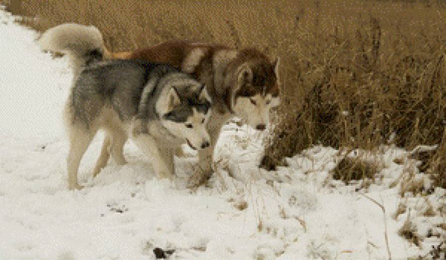 Питомцы - хаски, зима, собаки - предпросмотр