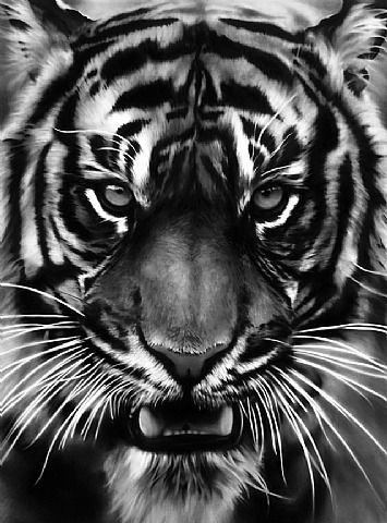 Тигр - животные, тигр, монохром - оригинал