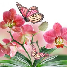 Схема вышивки «Бабочки»