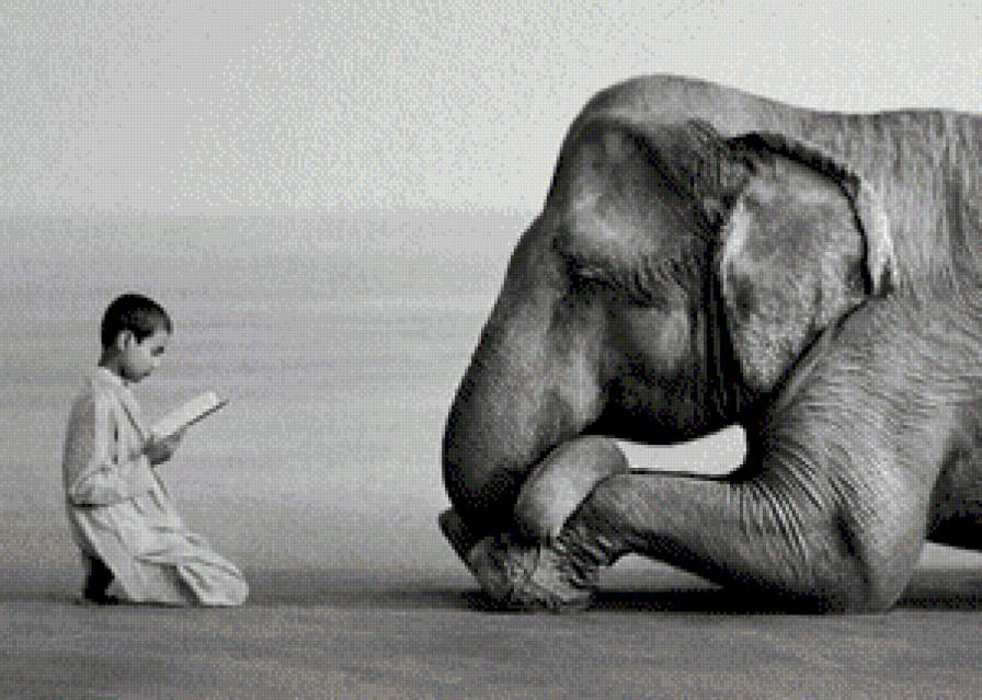 Мальчик читает слону - мальчик, коран, животные, ислам, слон - предпросмотр