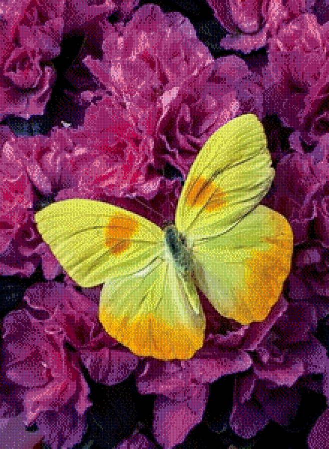 №634540 - бабочка, цветы - предпросмотр