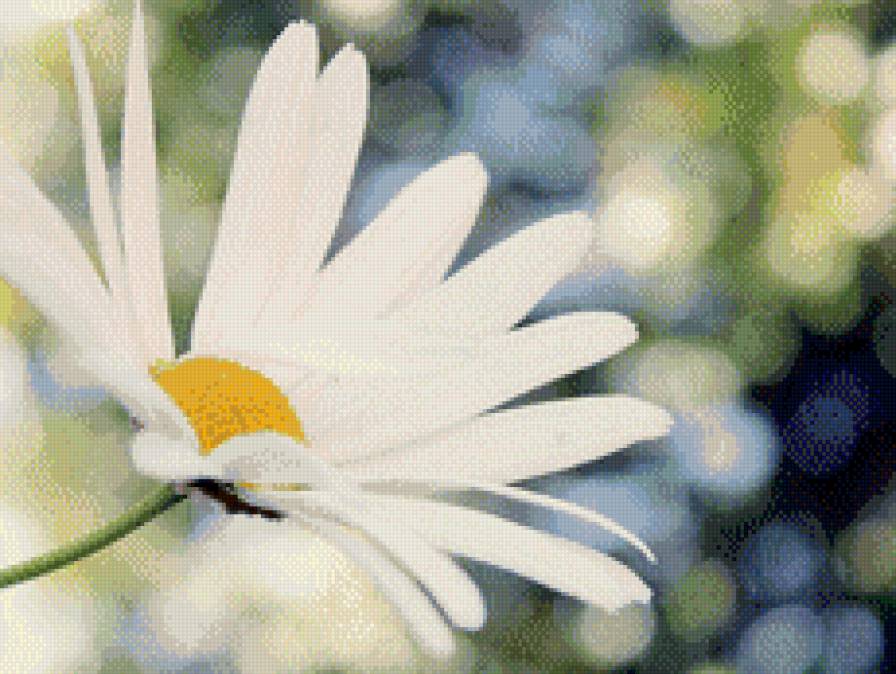 ромашка - природа цветок - предпросмотр