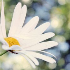 Схема вышивки «ромашка»