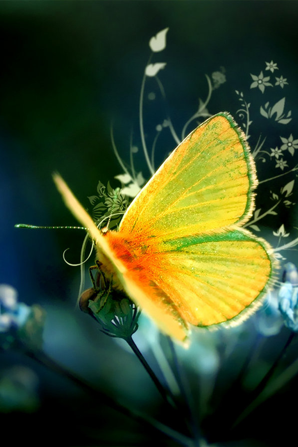 №634681 - бабочки - оригинал