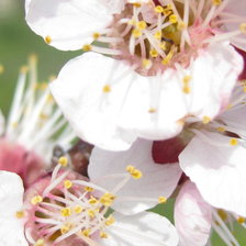 Схема вышивки «Цветущая абрикоса»