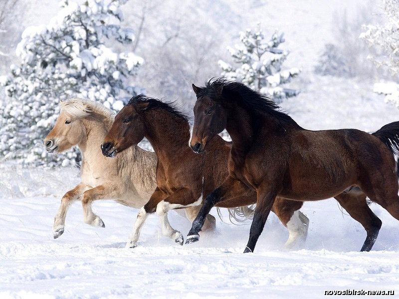 Лошади - природа, животные, год лошади - оригинал