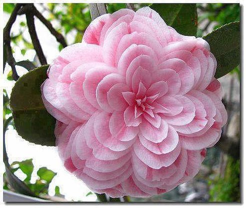 КАМЕЛИЯ - цветы, ветка, природа - оригинал