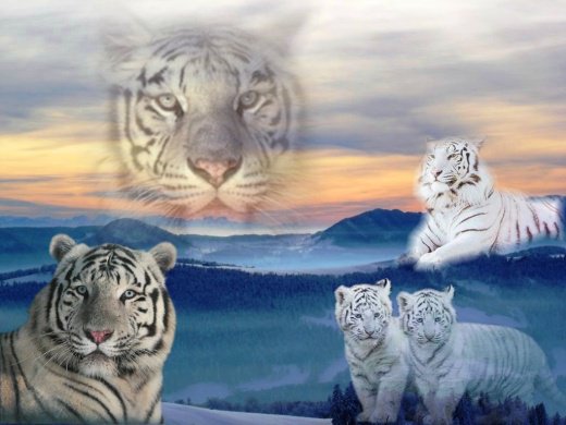 семейство тигров - кошка, тигр, животные, звери - оригинал