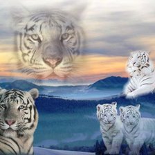 семейство тигров