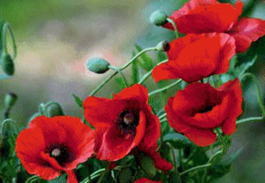 Маки - цветы - предпросмотр