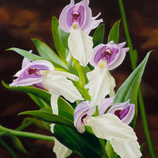 Схема вышивки «орхидеи»