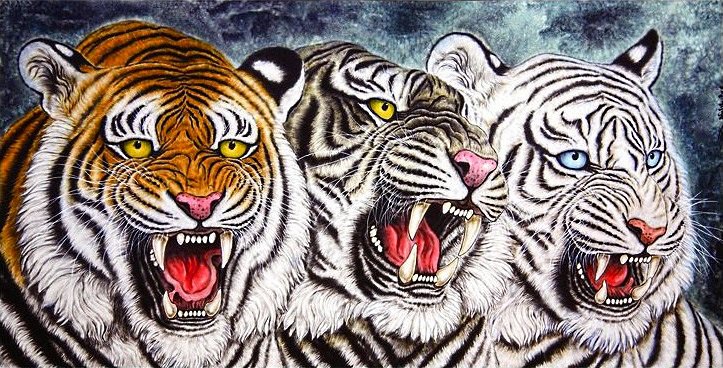три масти - белый тигр, тигр, тигры, хищник - оригинал