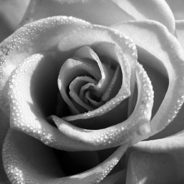подушка роза - черно-белое, подушка, цветы, роза - оригинал
