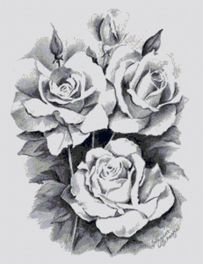 черно-белые розы - цветы, роза, черно-белое - предпросмотр