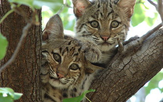 №635894 - животные - оригинал