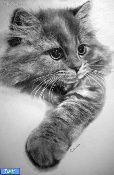 рисунок карандашом - животные, рисунок карандашом, кот - оригинал