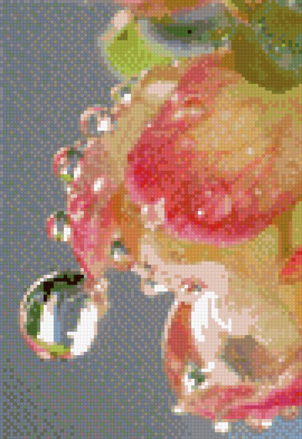 Роза - роза, цветы - предпросмотр