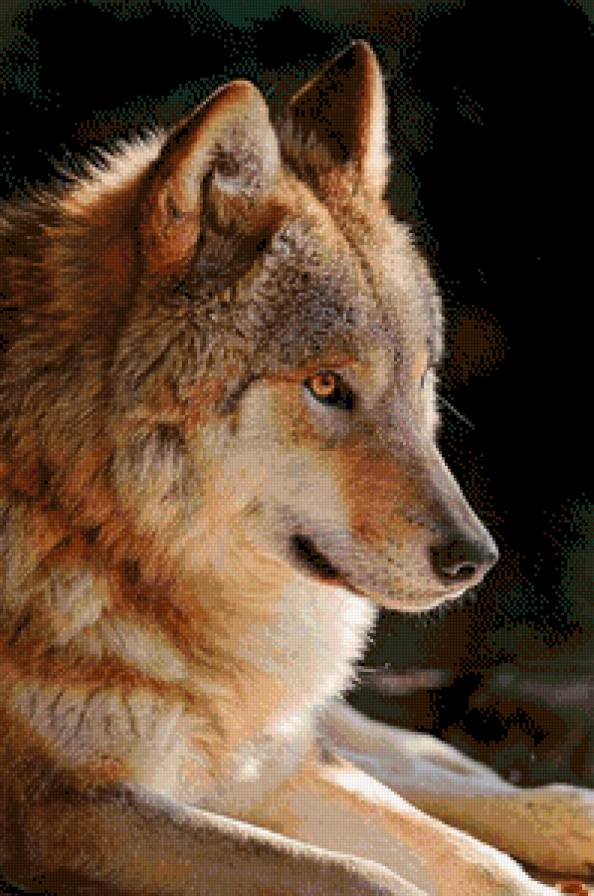 волк - картина - предпросмотр