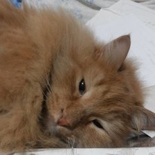 Схема вышивки «степа»