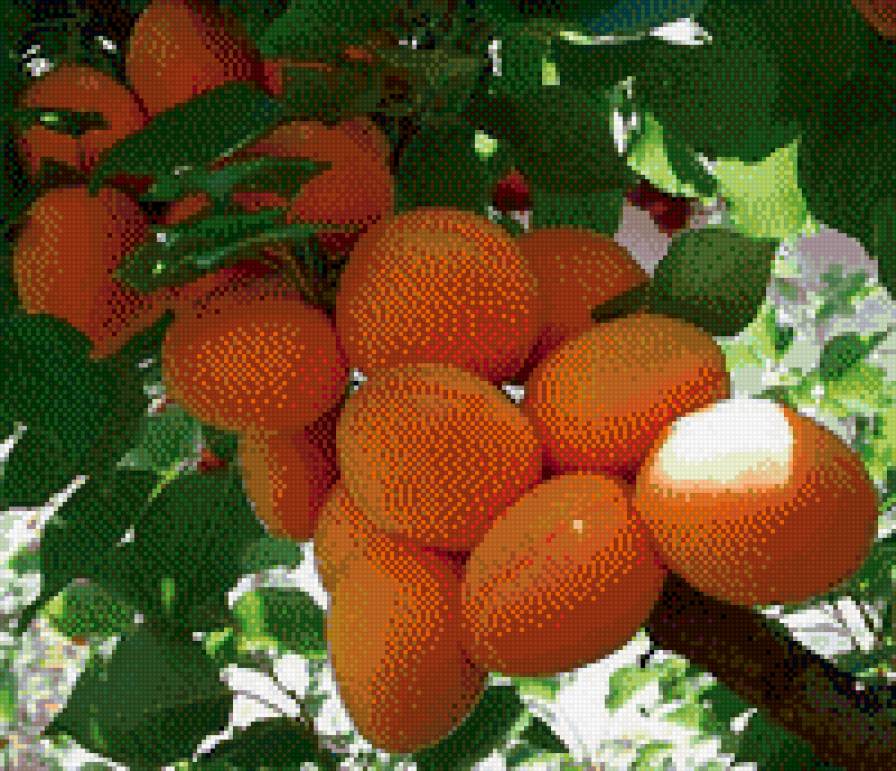 персики - предпросмотр