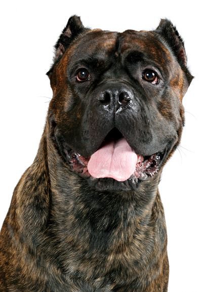 Кане корсо - оригинал