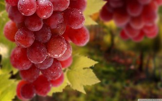 №636556 - фрукты.кухня - оригинал