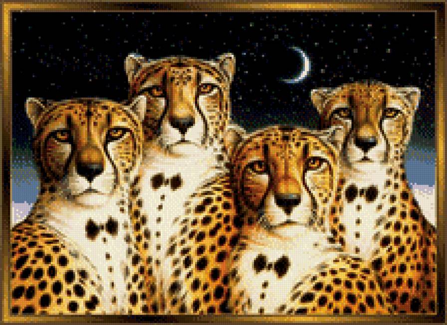 портрет гепардов - гепард - предпросмотр