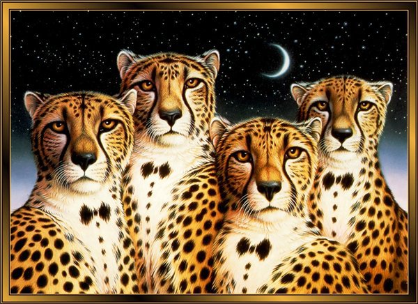 портрет гепардов 2 - гепард 2 - оригинал