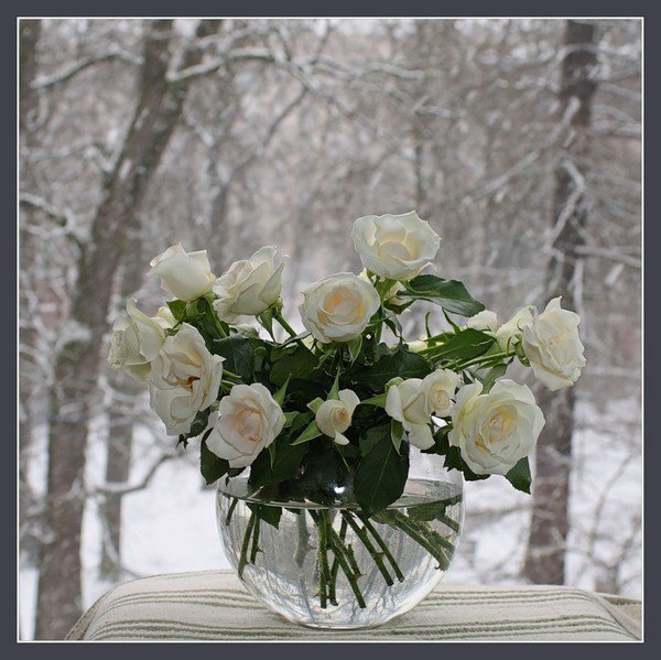 белые розы зимой - цветы, зима, розы - оригинал