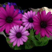 Схема вышивки «Сиреневое чудо»