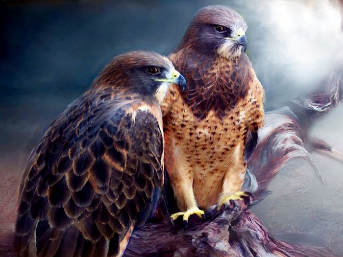 гордые птицы - птицы, животные - оригинал