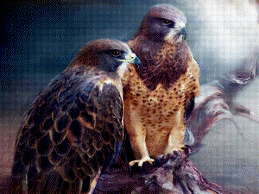 гордые птицы - животные, птицы - предпросмотр