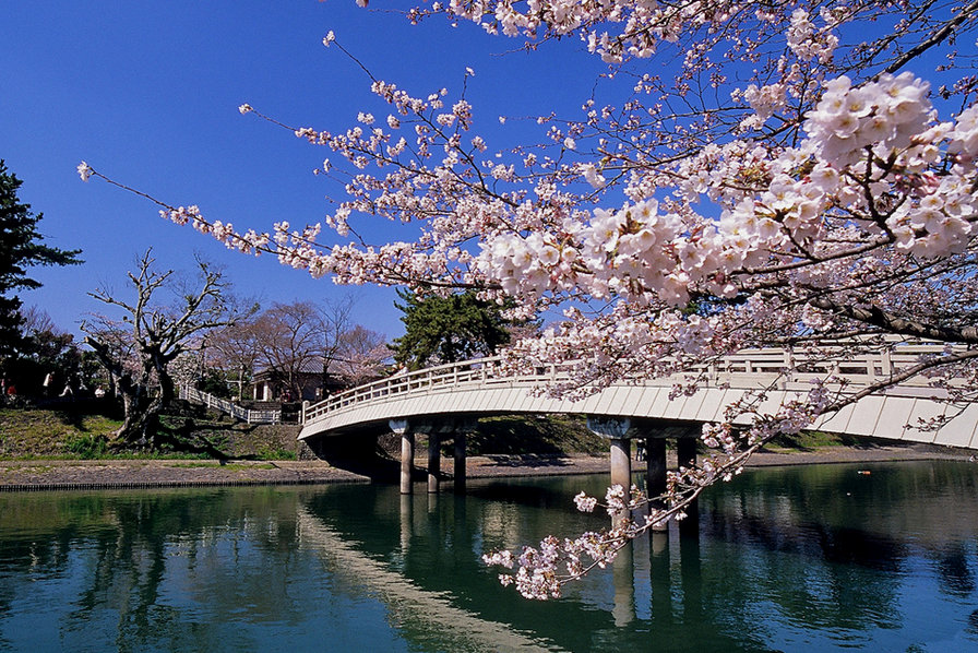Цветение сакуры - оригинал